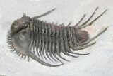 Top Quality, Long-Spined Cyphaspides Trilobite - Jorf, Morocco #255443-1